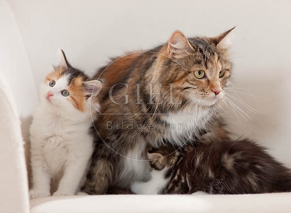 041307 Maine Coon Katze mit Jungen