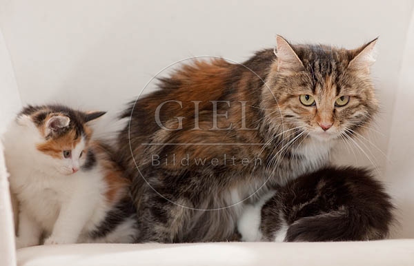041308 Maine Coon Katze mit Jungen