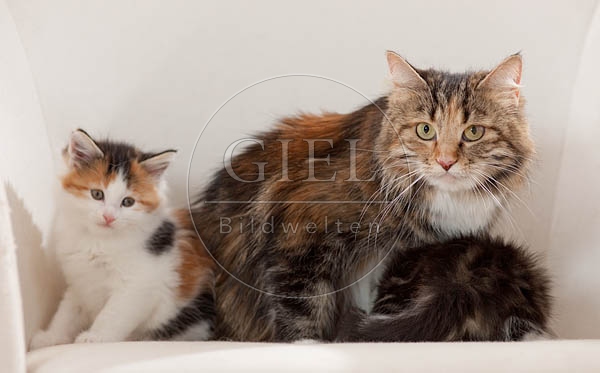 041309 Maine Coon Katze mit Jungen