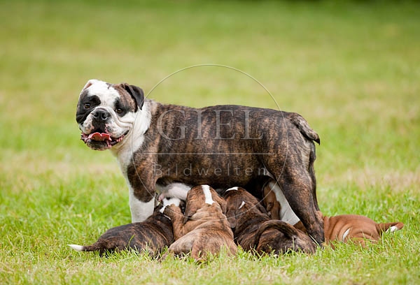 041366 Continental Bulldog mit Welpen