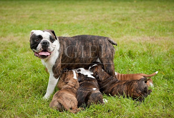 041367 Continental Bulldog mit Welpen