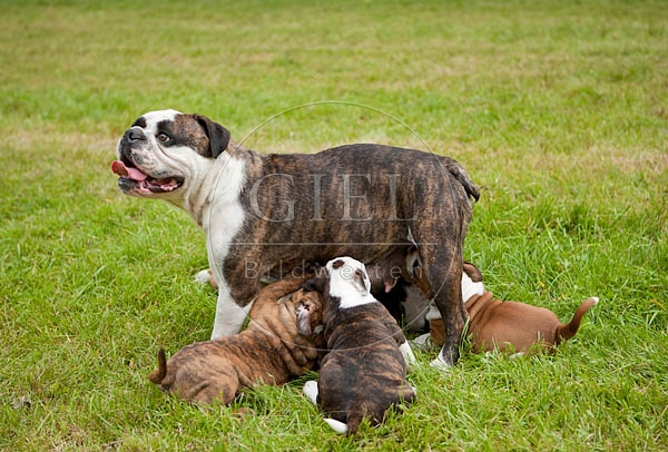 041368 Continental Bulldog mit Welpen
