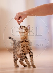 041619 junge Bengalkatze bekommt Leckerchen