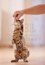 041620 junge Bengalkatze bekommt Leckerchen