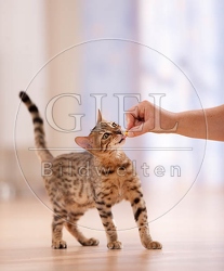041622 junge Bengalkatze bekommt Leckerchen