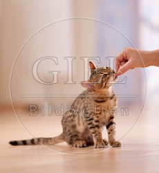 041623 junge Bengalkatze bekommt Leckerchen