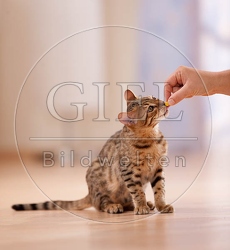 041624 junge Bengalkatze bekommt Leckerchen