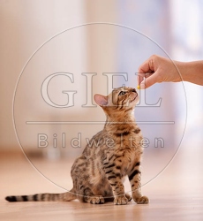 041625 junge Bengalkatze bekommt Leckerchen