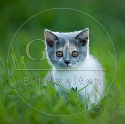 041766 Britisch Kurzhaar Kaetzchen
