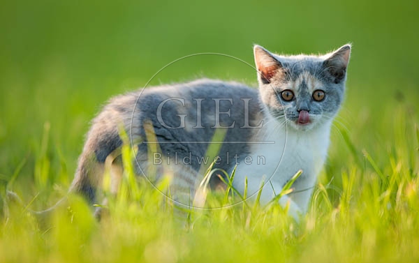 041782 Britisch Kurzhaar Kaetzchen