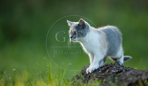 041791 Britisch Kurzhaar Kaetzchen