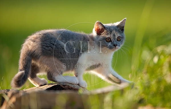 041796 Britisch Kurzhaar Kaetzchen