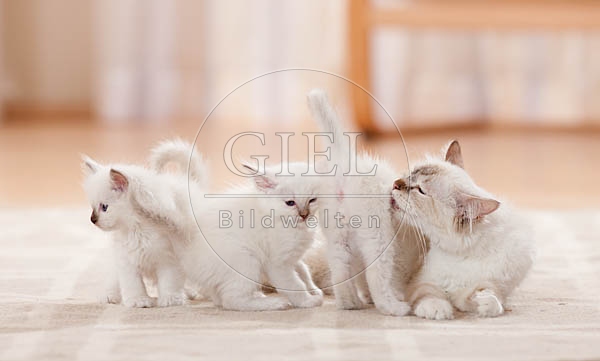 041926 Heilige Birma mit Jungen