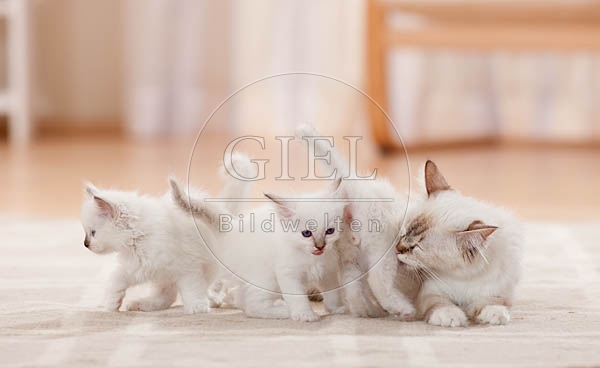 041927 Heilige Birma mit Jungen