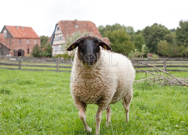 042615 Schwarzkopfschaf