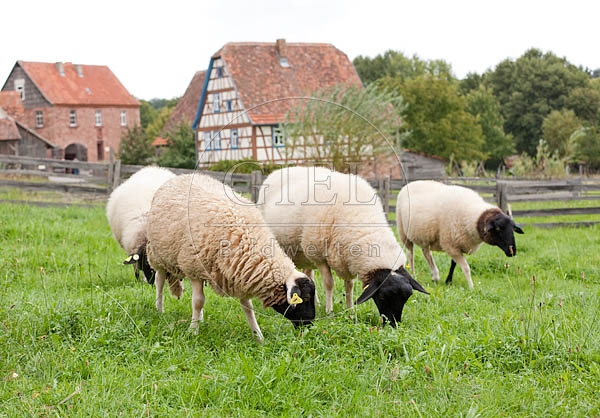 042616 Schwarzkopfschafe