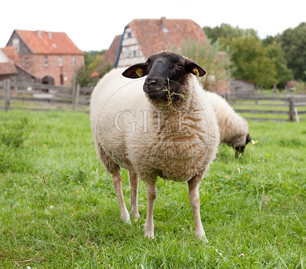 042617 Schwarzkopfschaf