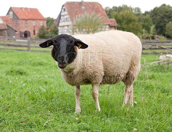 042618 Schwarzkopfschaf