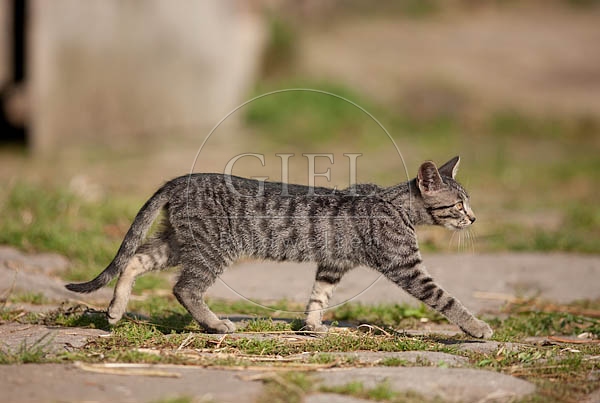 042628 junge Hauskatze