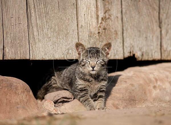 042629 junge Hauskatze