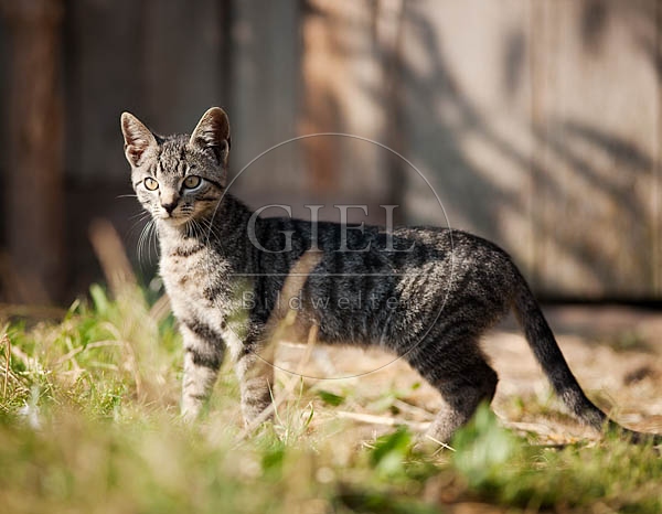 042631 junge Hauskatze
