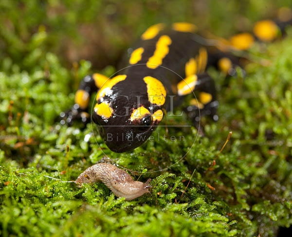 042687 Feuersalamander
