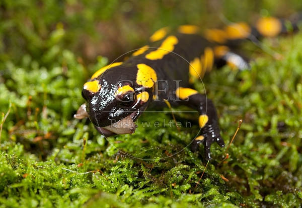 042688 Feuersalamander