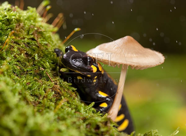 042689 Feuersalamander
