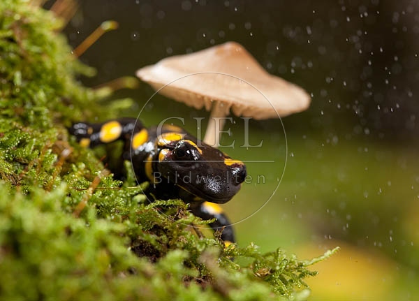 042690 Feuersalamander