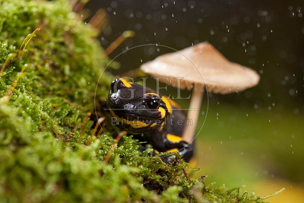 042691 Feuersalamander