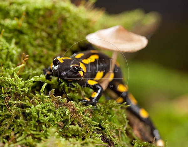 042692 Feuersalamander