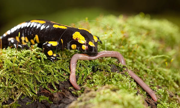 042693 Feuersalamander