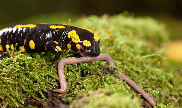 042694 Feuersalamander