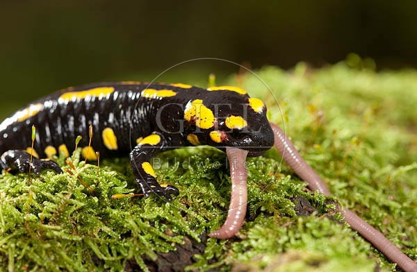 042695 Feuersalamander