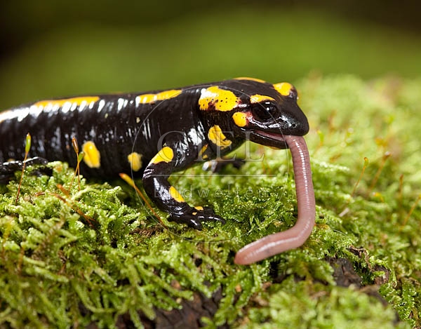 042696 Feuersalamander