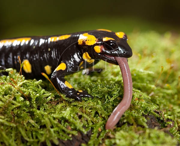 042697 Feuersalamander