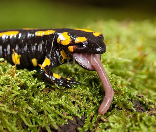 042698 Feuersalamander