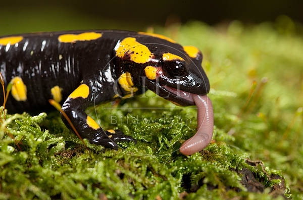 042699 Feuersalamander