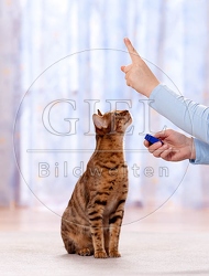 042764 Bengalkatze