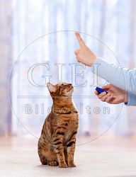 042765 Bengalkatze