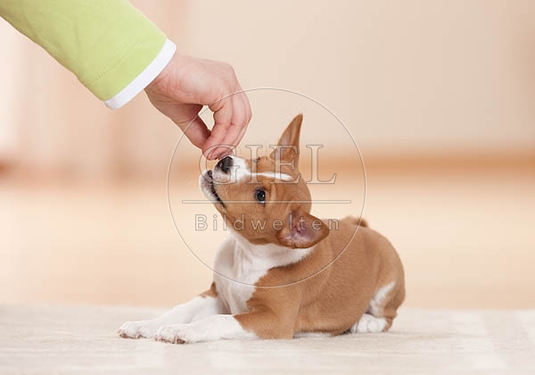 043684 Basenji Welpe