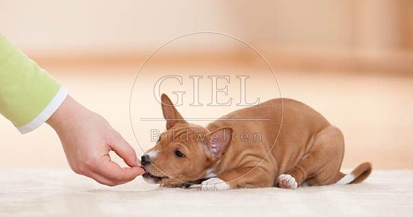 043685 Basenji Welpe