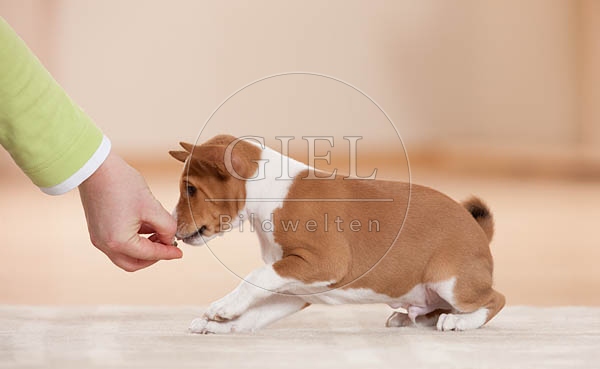 043687 Basenji Welpe