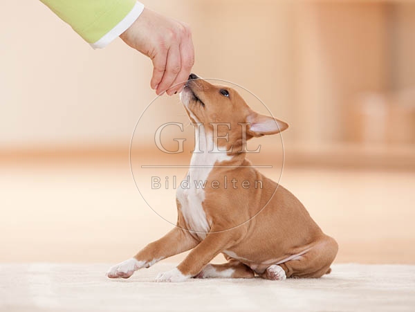 043688 Basenji Welpe
