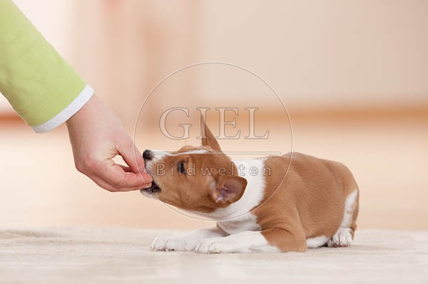 043689 Basenji Welpe