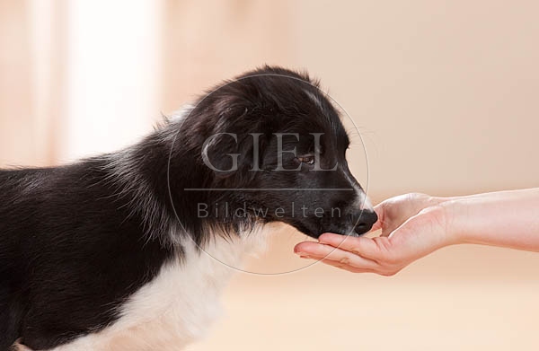 043868 Border Collie Welpe