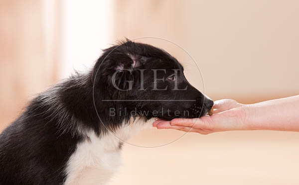 043869 Border Collie Welpe