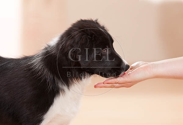 043870 Border Collie Welpe