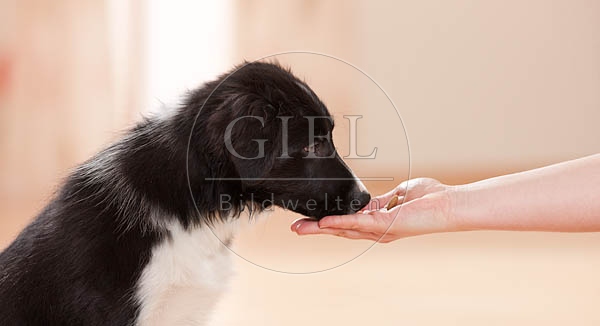 043871 Border Collie Welpe