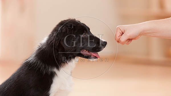 043872 Border Collie Welpe